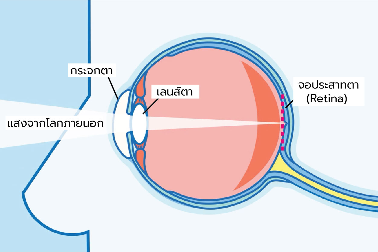 โครงสร้างดวงตา